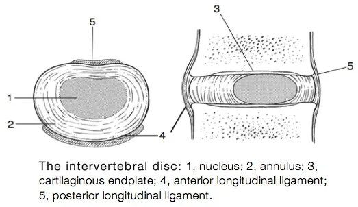 spinal disk